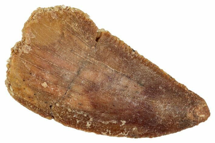 Serrated, Raptor Tooth - Real Dinosaur Tooth #275130
